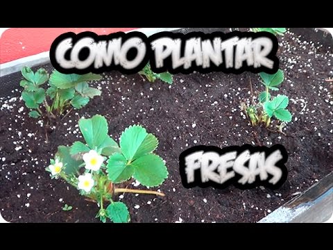 Donde plantar fresas en huerto o maceta