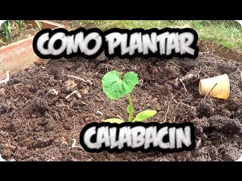 Cuantas plantas de calabacin en huerto urbano