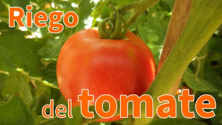 Cada cuantos dias se riegan los tomates en huerto urbano