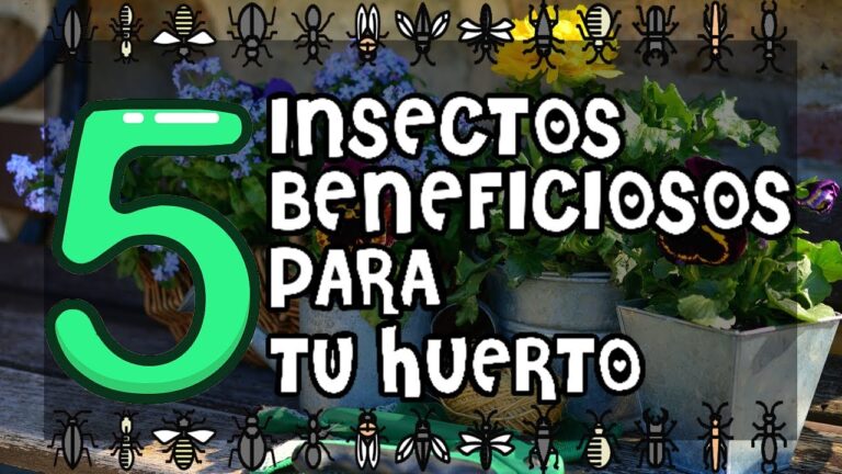 Insectos que ayudan en el huerto educacion infantil