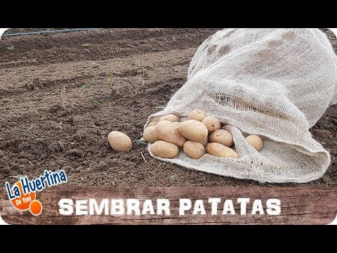 La huerta cuando plantar patatas